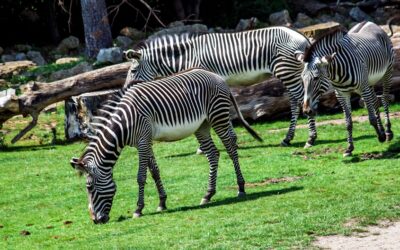 Brněnskou ZOO čekají novinky